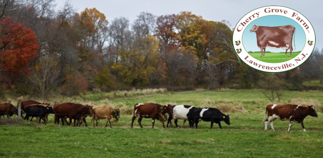 cow parade share my meals